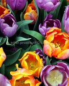 Анкета проститутки Оксана - метро Чертаново Северное, возраст - 34