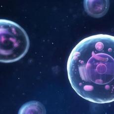 Соматические клетки: что это такое, для чего они нужны и как они делятся